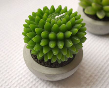 合適辦公室的綠色植物-多肉