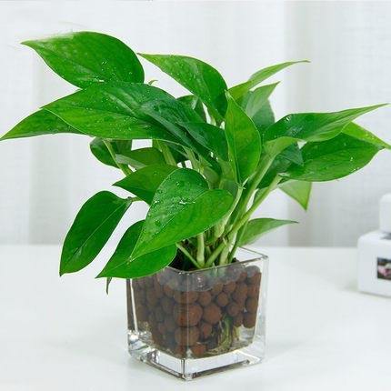 合適辦公室的綠色植物-綠蘿