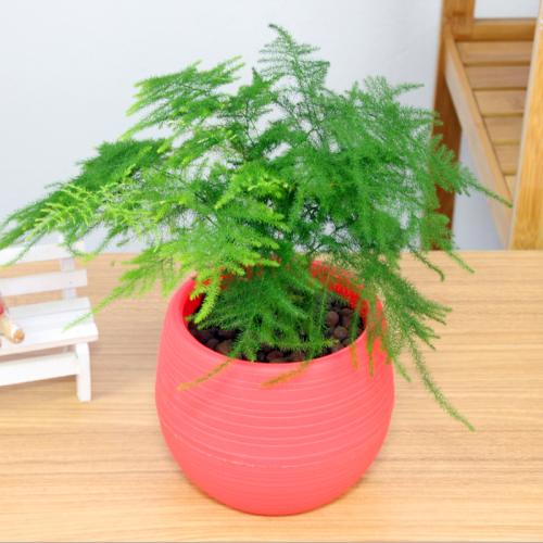 合適辦公室的綠色植物-文竹